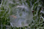 8th Jan 2021 - Frosty bubble
