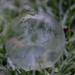 Frosty bubble by wakelys