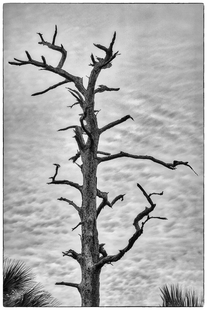 Dead Tree by kvphoto