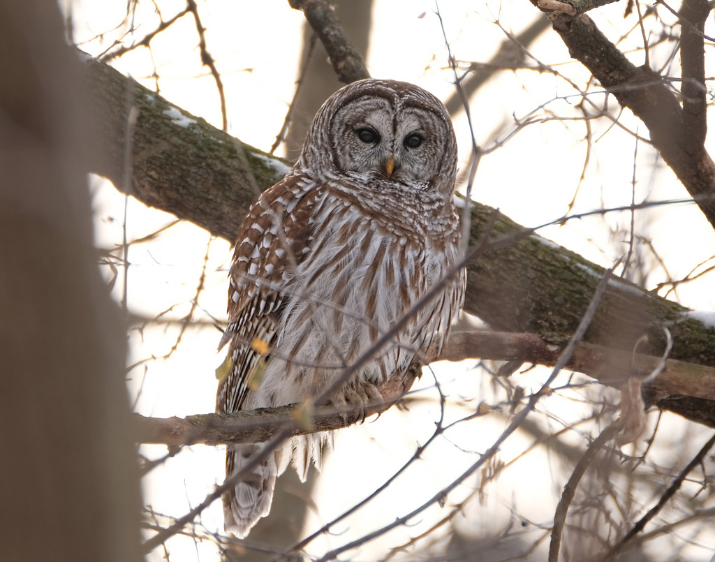 Barred Owl ii by tosee