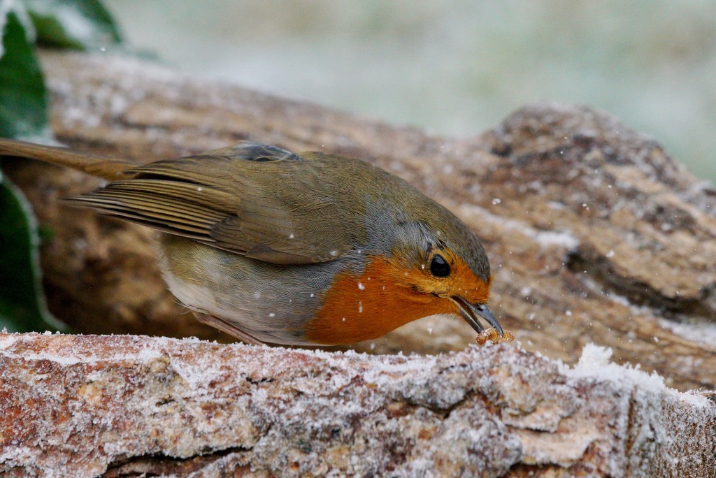 ROBIN, GRUBBING AROUND IN THE SNOW by markp