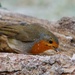ROBIN, GRUBBING AROUND IN THE SNOW by markp