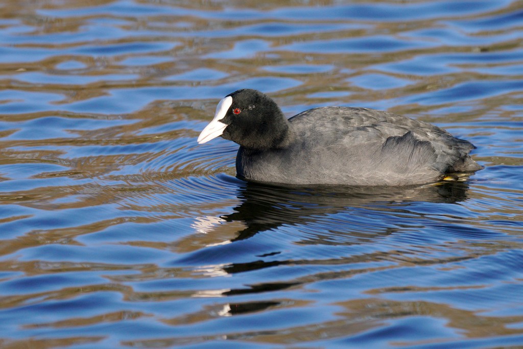 COOT by markp