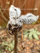 7th Jan 2021 - Frosted Peony
