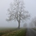 Skeleton Tree by carole_sandford
