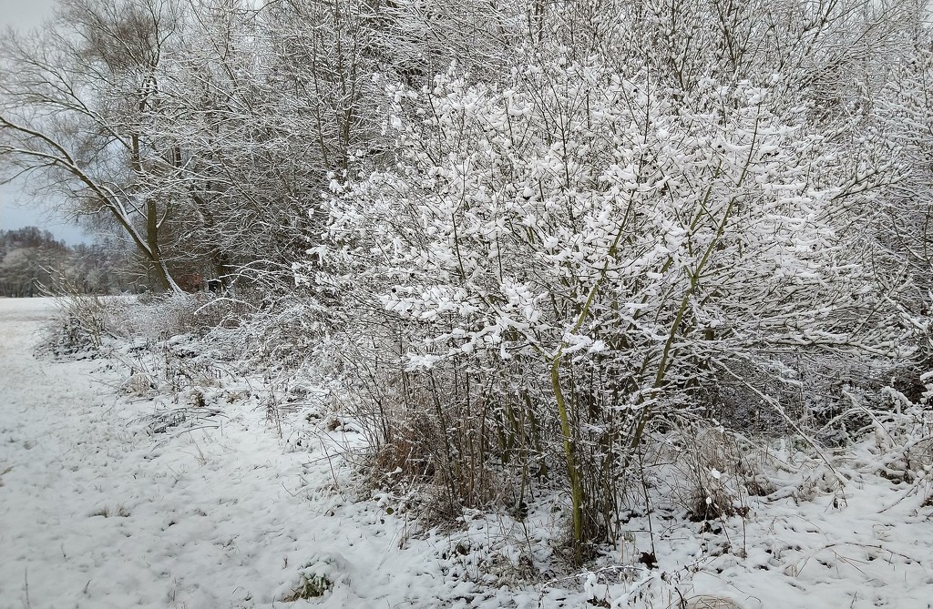 I´m still enjoying the fluffy freshly fallen snow. by kclaire