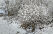 8th Jan 2021 - I´m still enjoying the fluffy freshly fallen snow.
