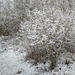 I´m still enjoying the fluffy freshly fallen snow. by kclaire