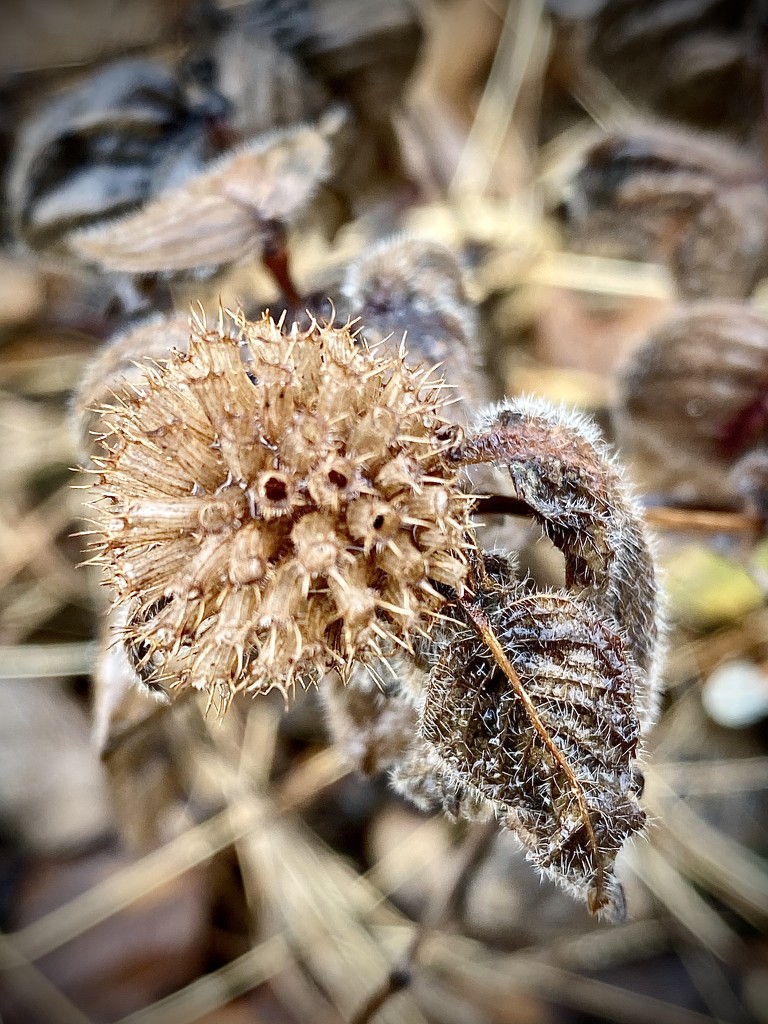 Bee Balm in Winter by calm