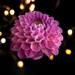 Pink Dahlia by mv_wolfie
