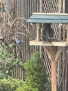8th Jan 2021 - Squirrel on the Bird table