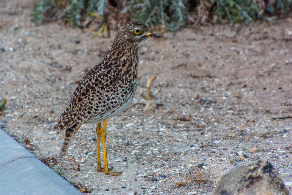 Dikkop / Thick Knee by seacreature