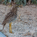 Dikkop / Thick Knee by seacreature