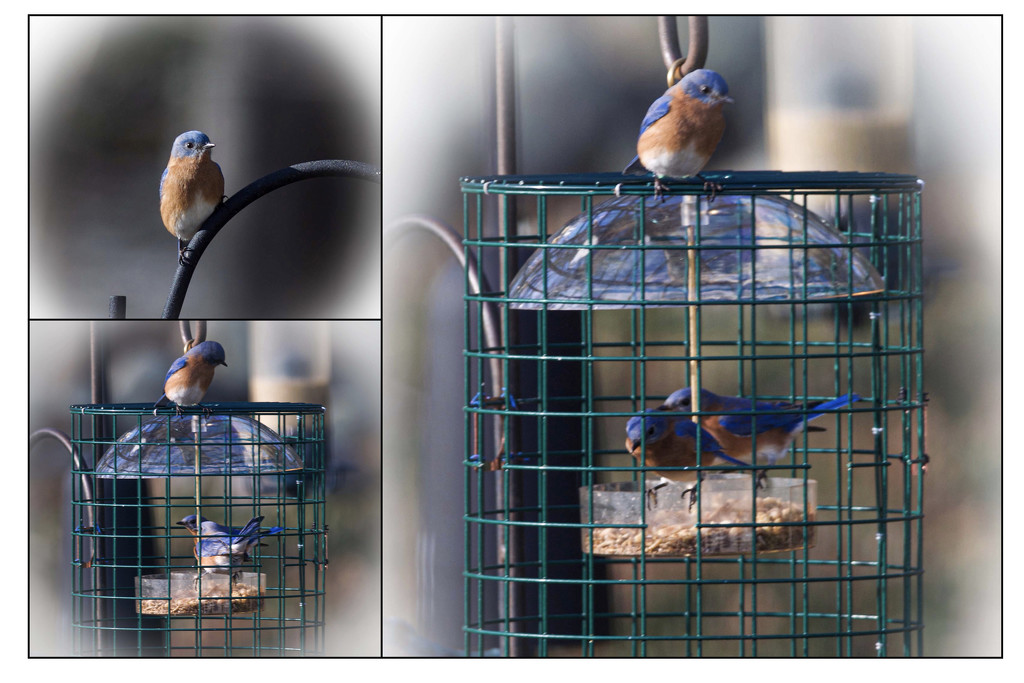 The Return of the Bluebirds by berelaxed