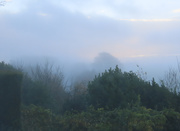 8th Jan 2021 - Mist over the forest