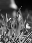 9th Jan 2021 - Fresh and new blades of grass...