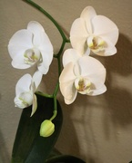8th Jan 2021 - January 8: Orchid