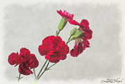 7th Jan 2021 - Carnations