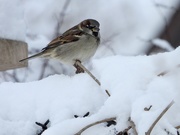 8th Jan 2021 - sparrow in the snow