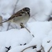 sparrow in the snow by amyk
