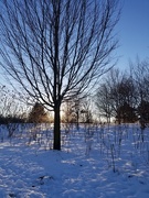 8th Jan 2021 - Evening Tree