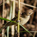 Amongst the reeds by flyrobin