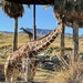 Two Giraffes by redy4et