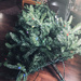 Lumberjack Lisa felled the Christmas tree by homeschoolmom