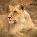Lion Park  by ludwigsdiana