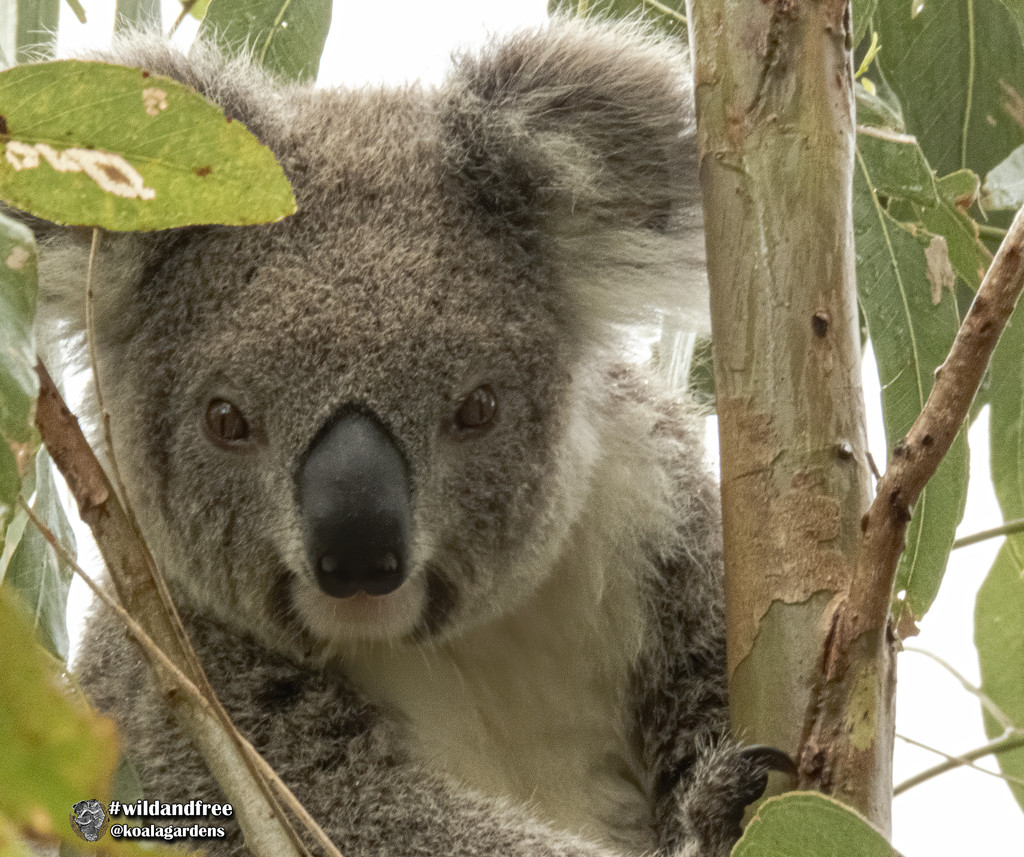 evasive Ellie by koalagardens