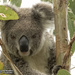 evasive Ellie by koalagardens