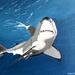 Sharks tail by stuart46