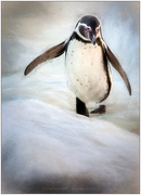 8th Jan 2021 - Painted Penguin