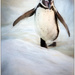 Painted Penguin by aikiuser