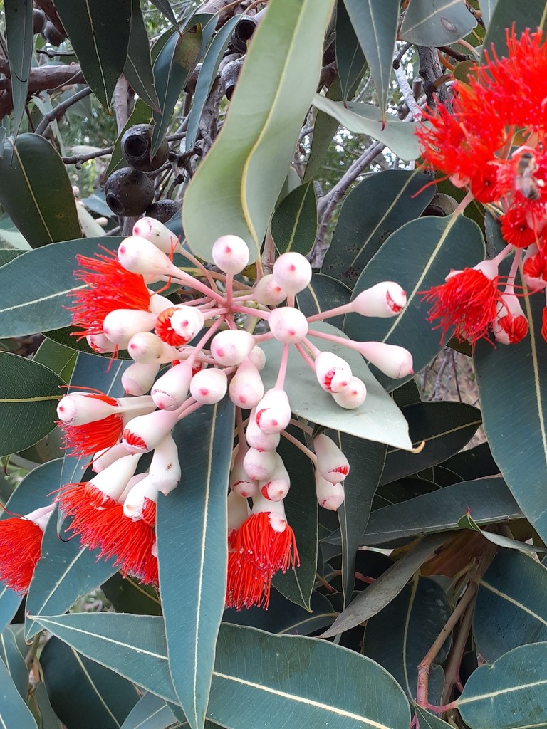 Red Gum blossom by cruiser
