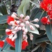 Red Gum blossom by cruiser