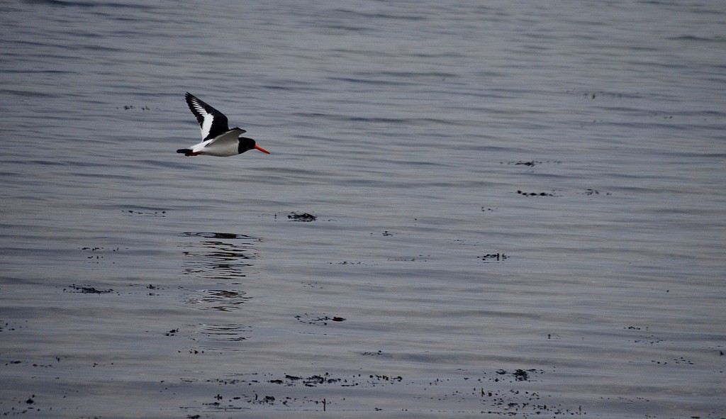 Oyster Catcher by wakelys