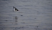 9th Jan 2021 - Oyster Catcher