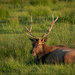 See? Elks really do talk. by jyokota