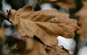 9th Jan 2021 - Autumn leaf