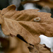 Autumn leaf by clivee
