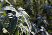 5th Jan 2021 - 5th Jan Frosted Sage 