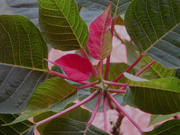 9th Jan 2021 - A bit late for Christmas, but slowly the Poinsettia is going red again!