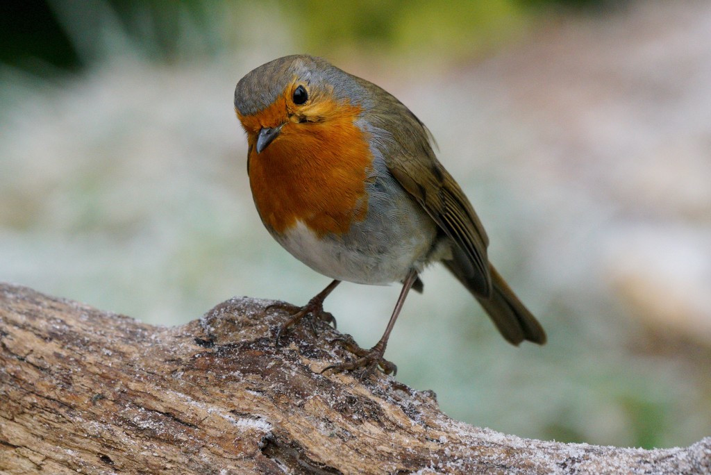 INQUISITIVE ROBIN by markp