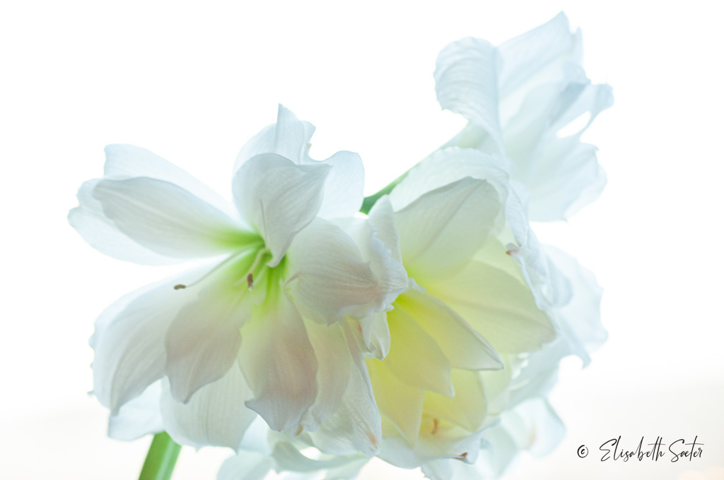 White Amaryllis by elisasaeter