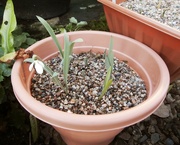 7th Jan 2021 - The lonely Snowdrop.......