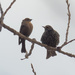 Female brown-headed cowbird and European startling by rminer