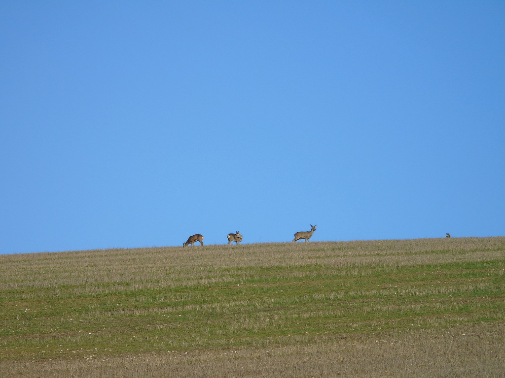 Deers On A Hilltop by bulldog
