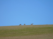 9th Jan 2021 - Deers On A Hilltop