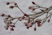 2nd Jan 2021 - Ice Crusted Berries